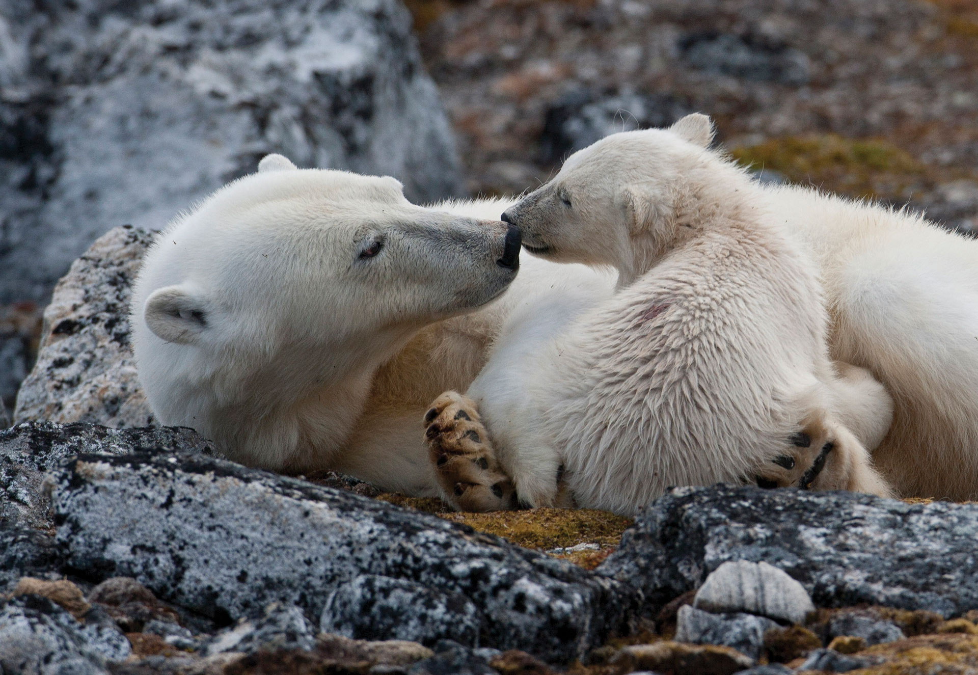 Polar bear and cub