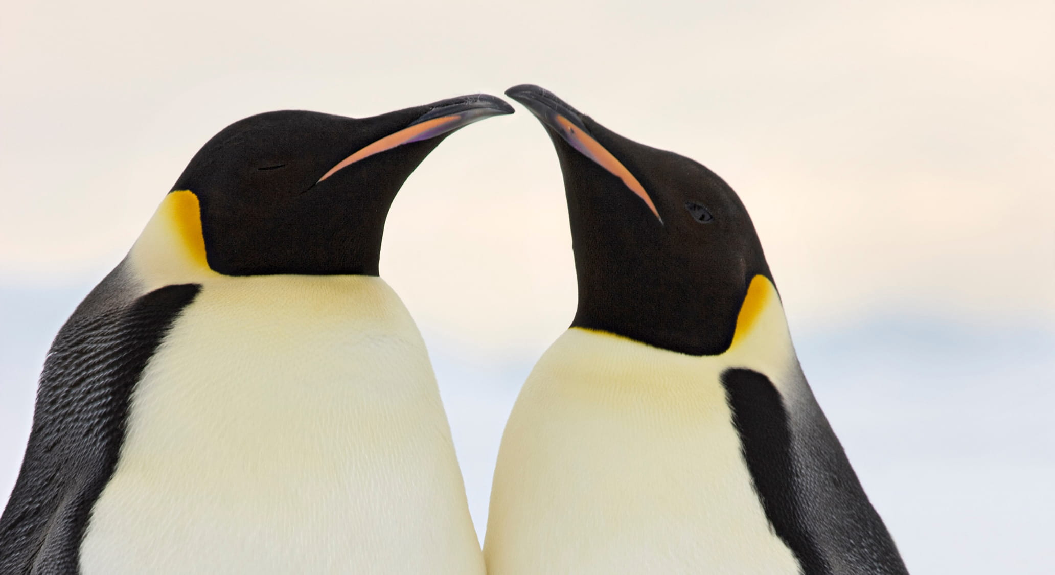 A pair of Emperor penguins